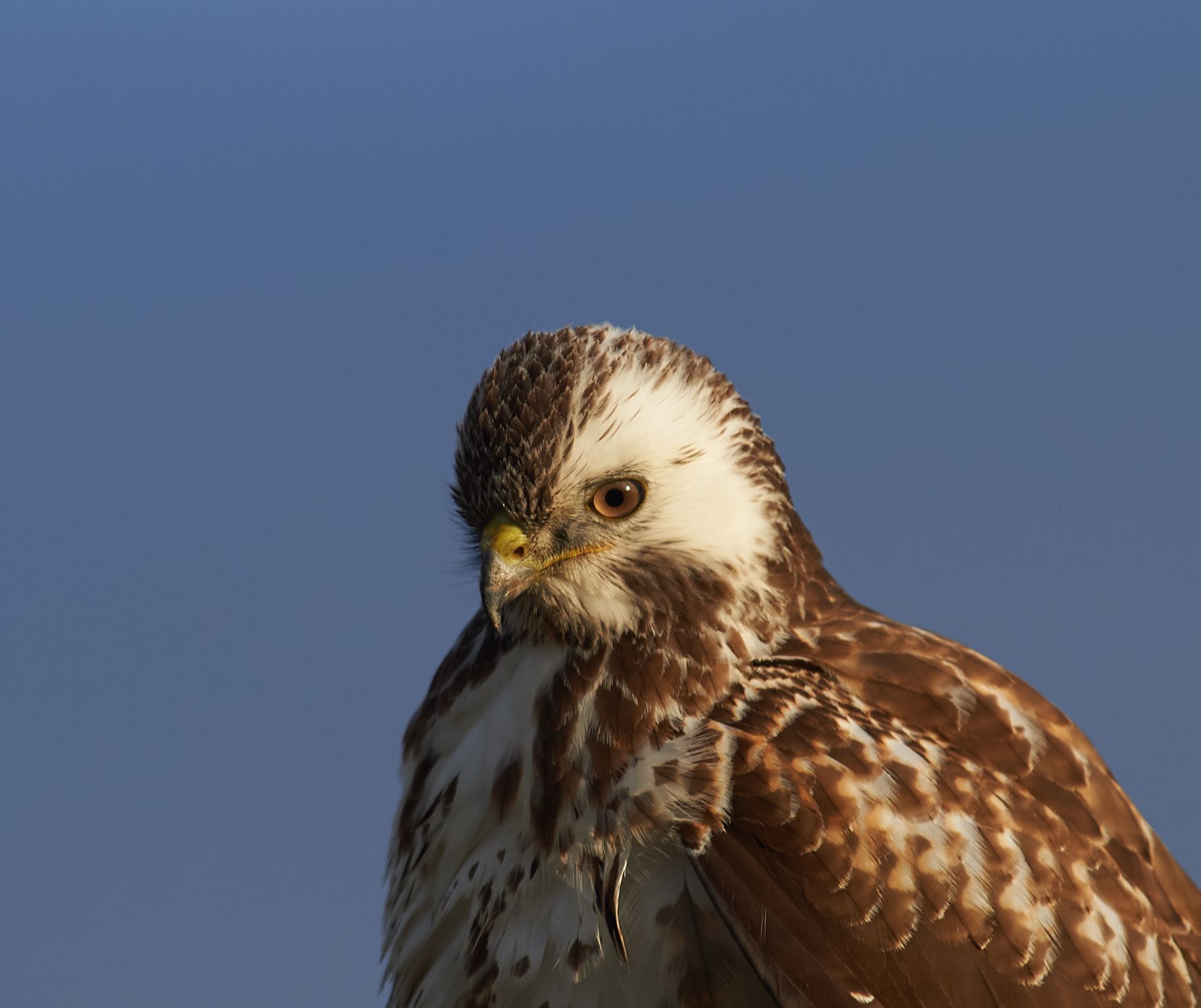 European (common) Buzzard