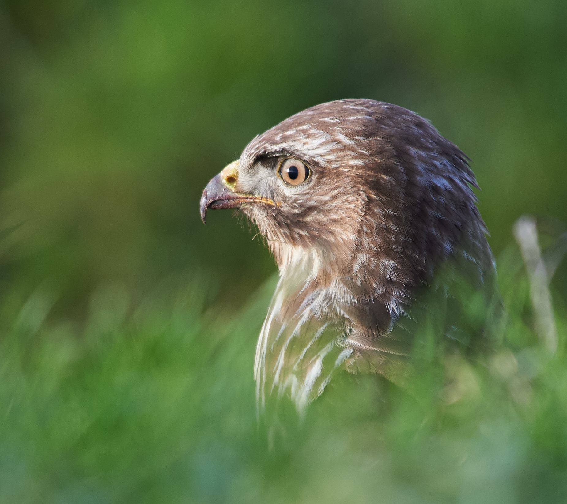 European (common) Buzzard