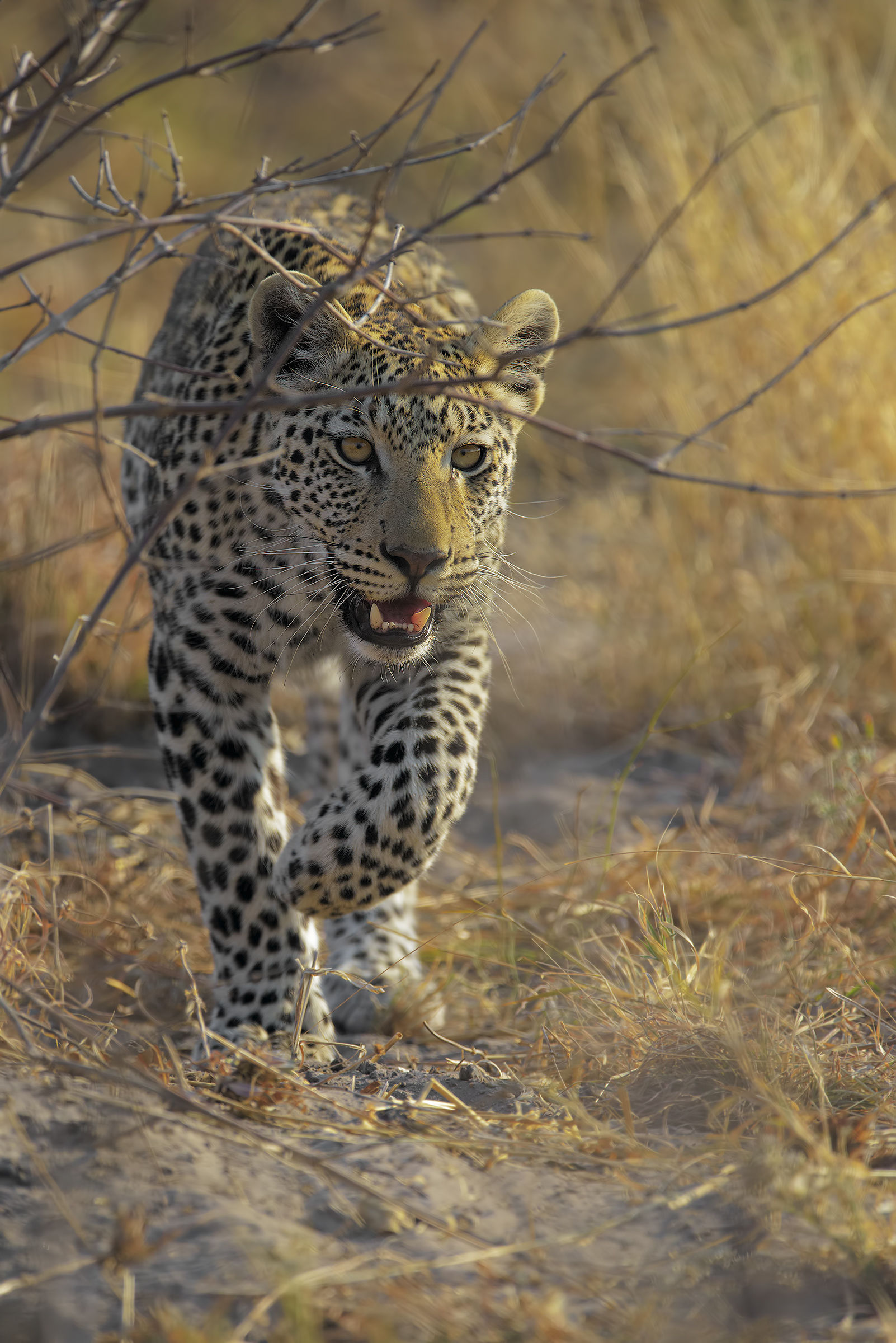 Il passo del Leopardo