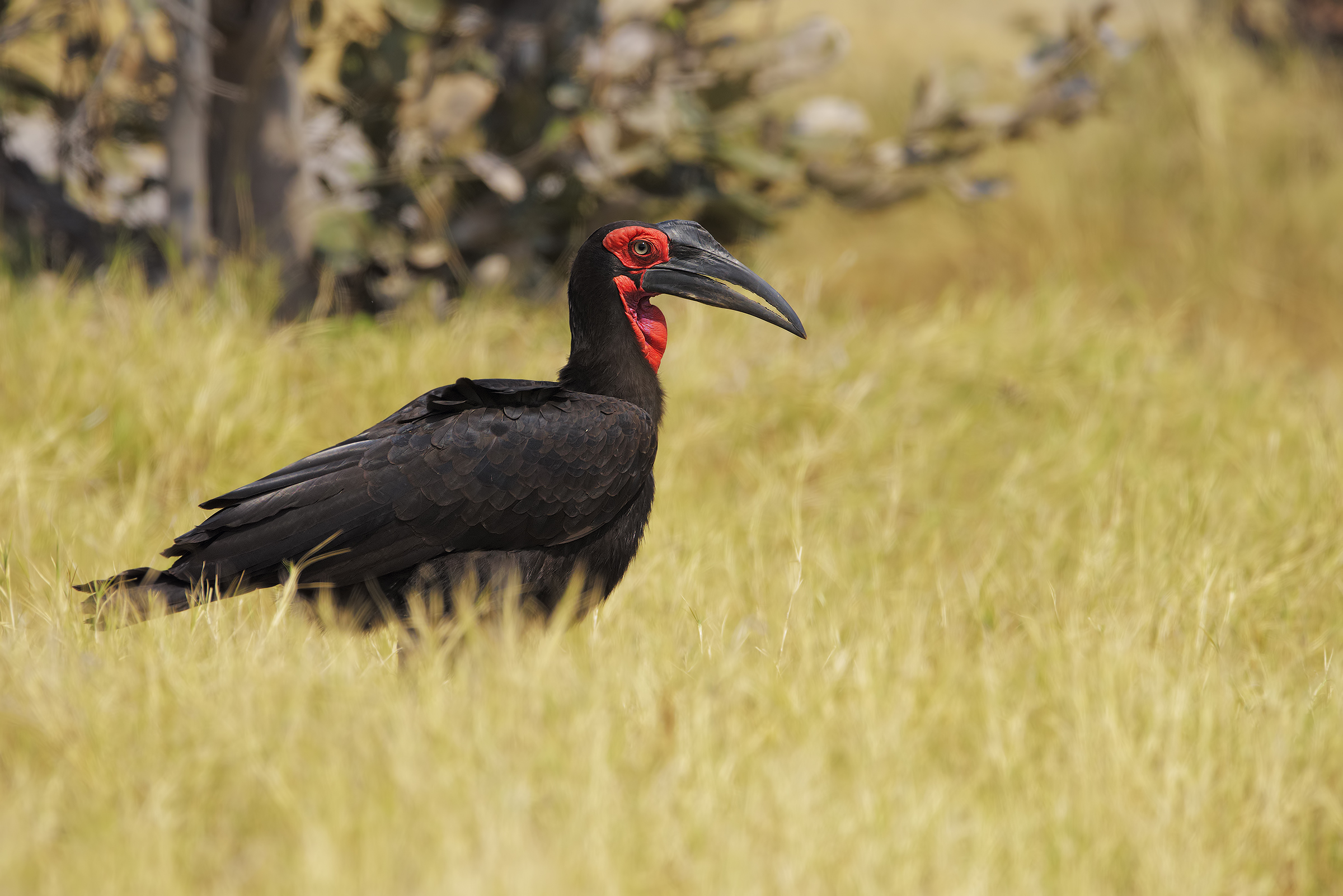 Il signore con le ciglia
