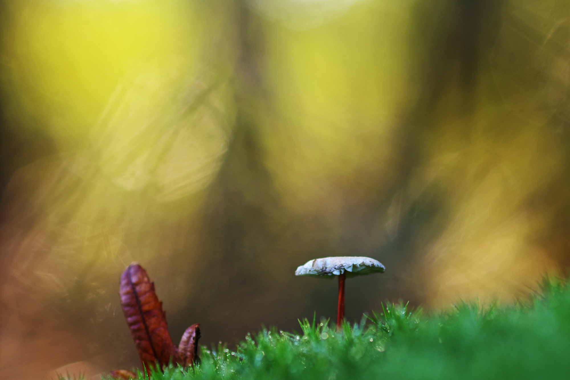 Funghetto tra il muschio