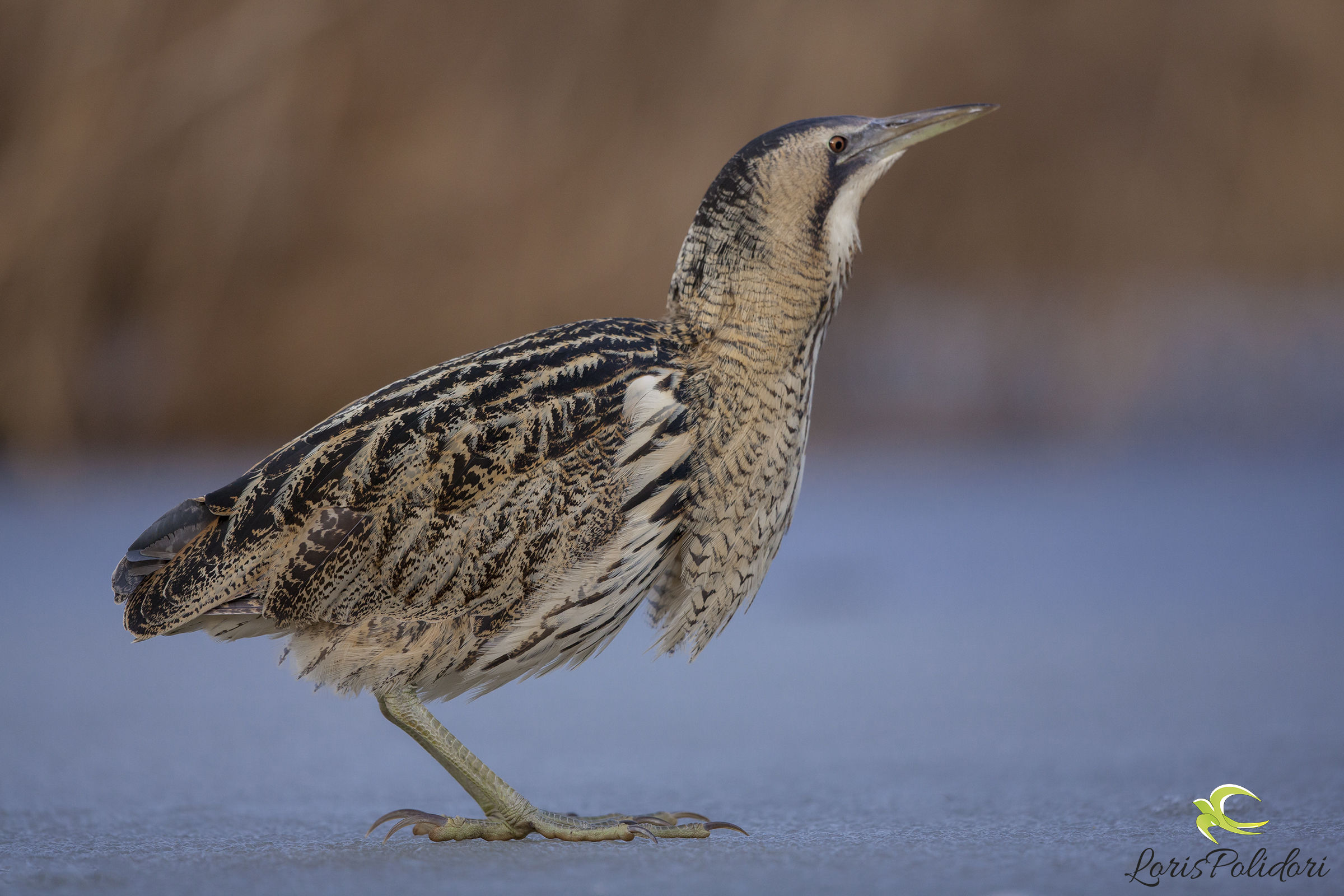 Bittern on Ice