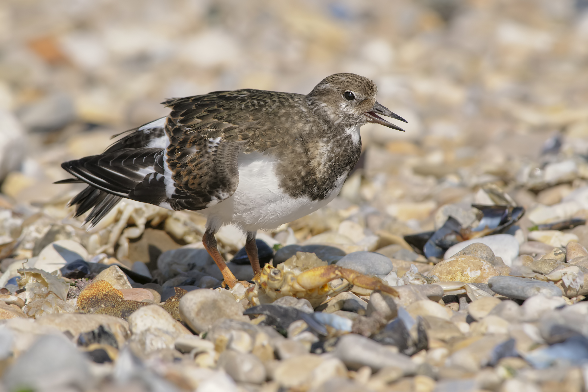Voltapietre (Sandstone interpres)