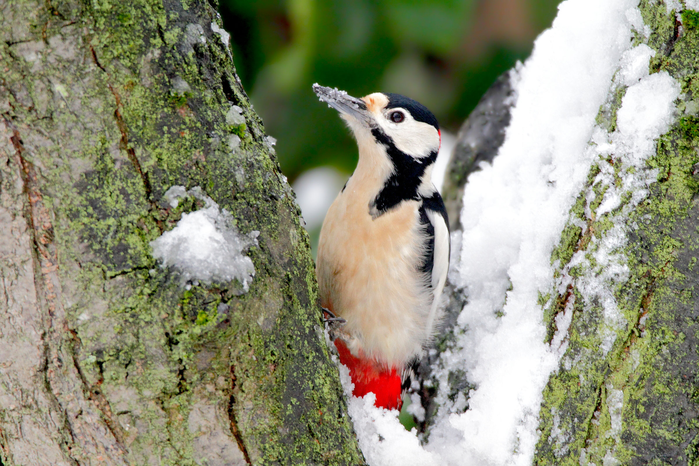 The red woodpeckers after the snowfalls