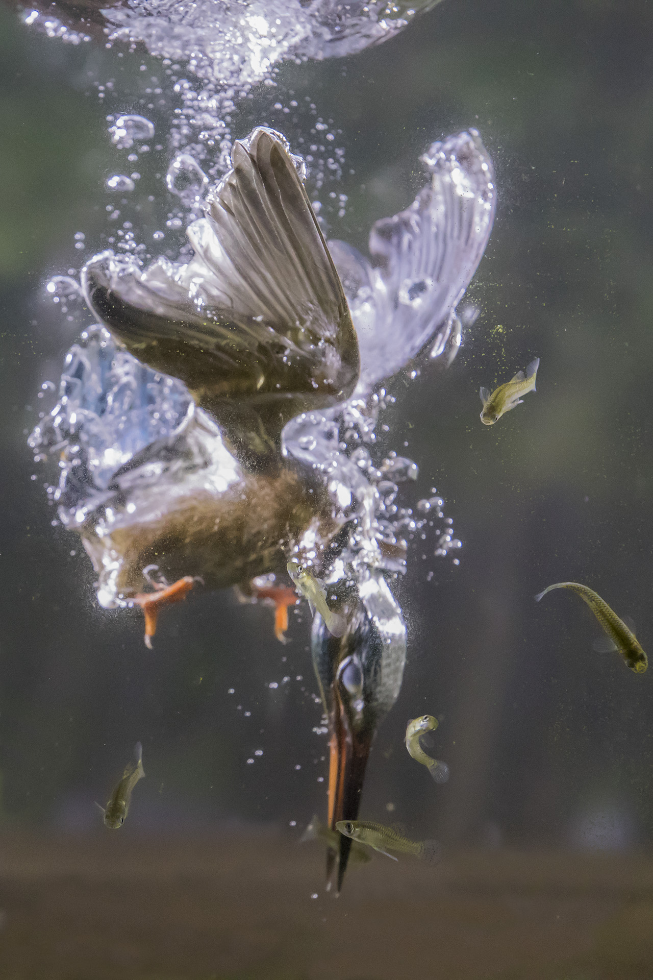 A dip to catch a small fish. Martin caught