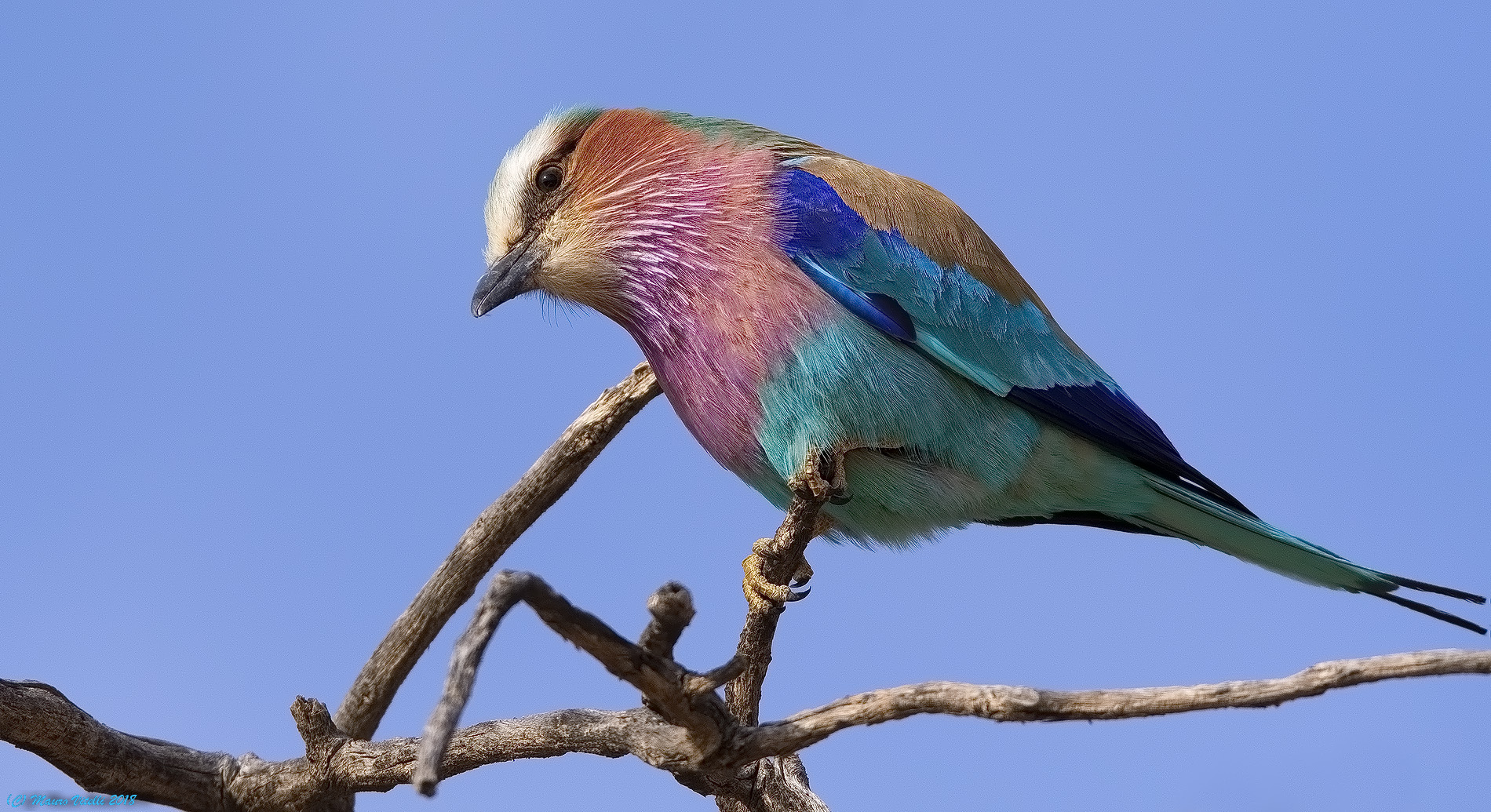 Ghiandaia Marina Pettolilla (Central Kalahari)