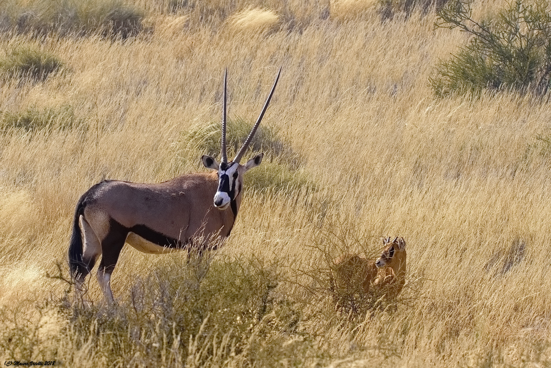 Mamma Orice con piccolo (Central Kalahari)