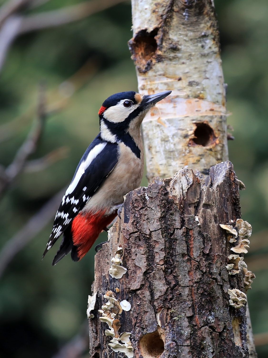 Senior Red Woodpeckers