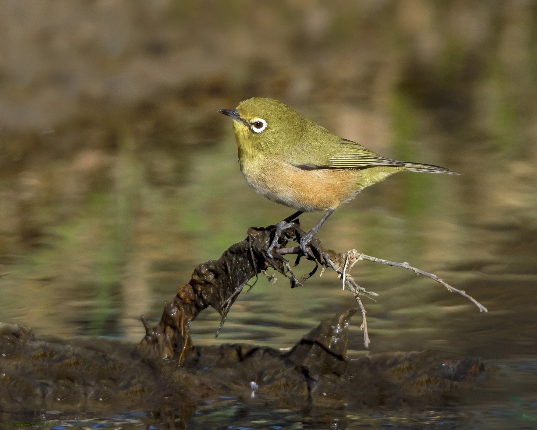 Orange River White-Eye (Zosterops capensis) South Africa