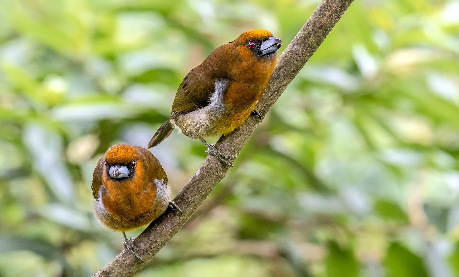 2 barbets with protruding spout