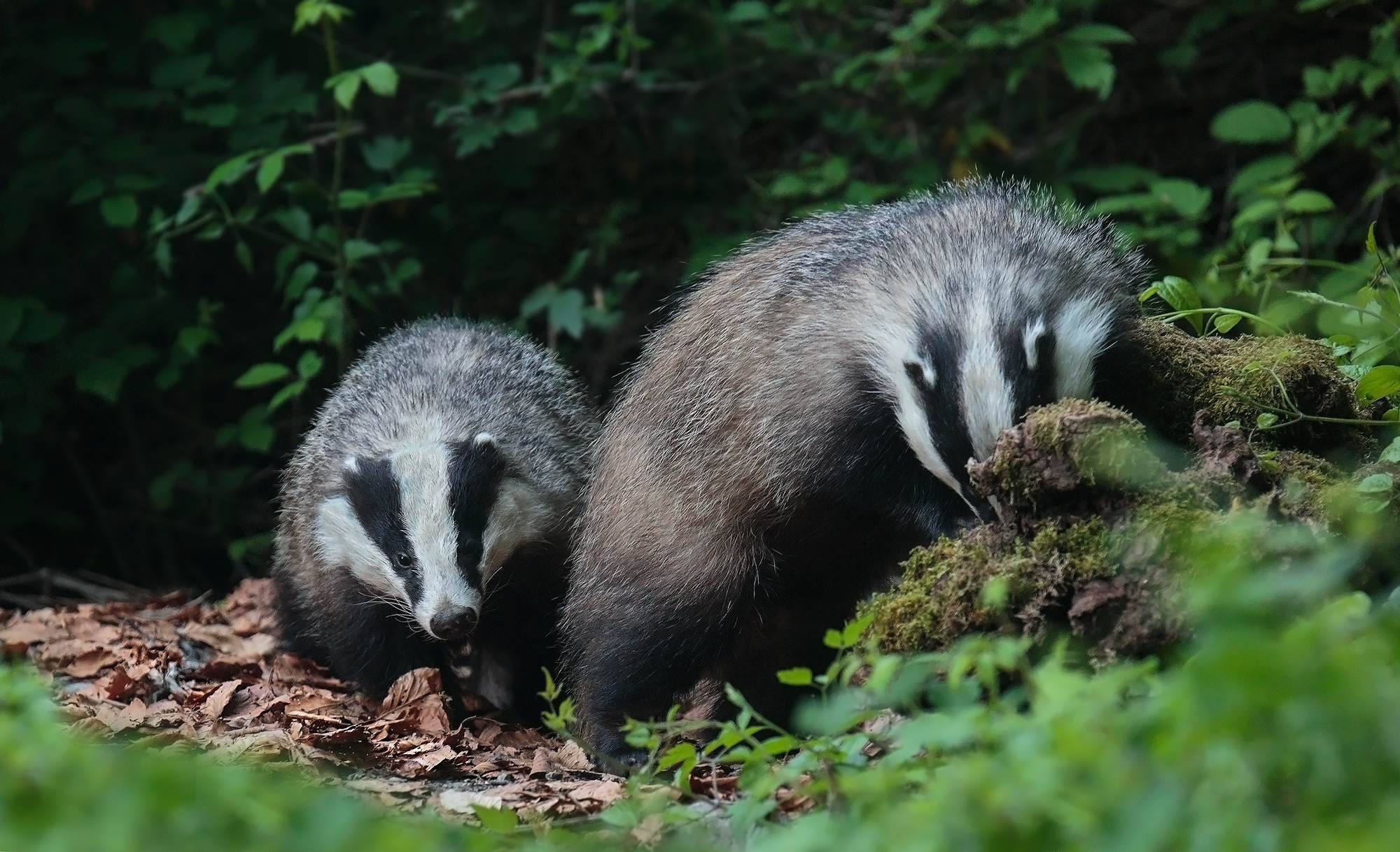 The Eurpean Badgers, Tassi
