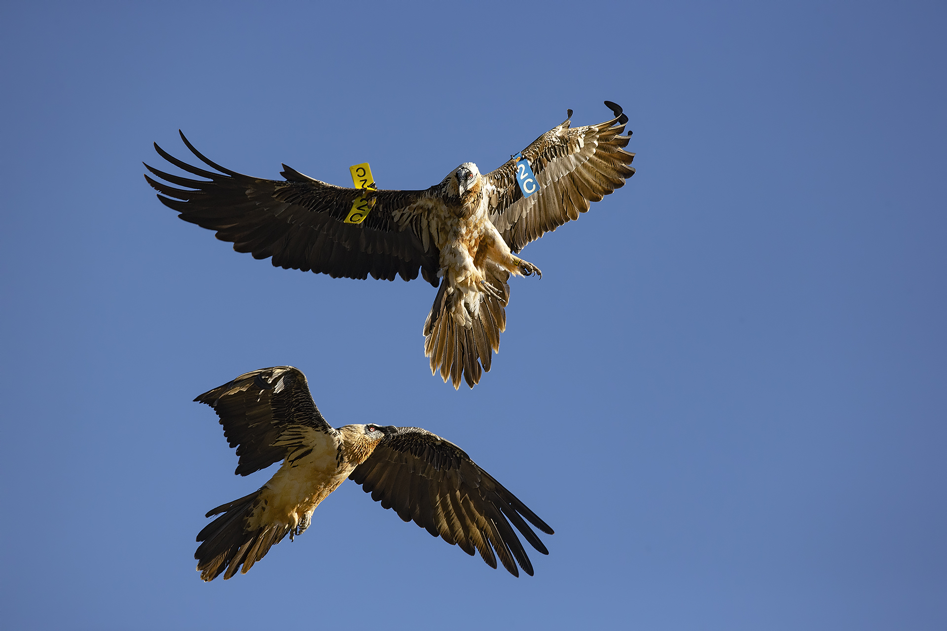 Discussion between Gipeti