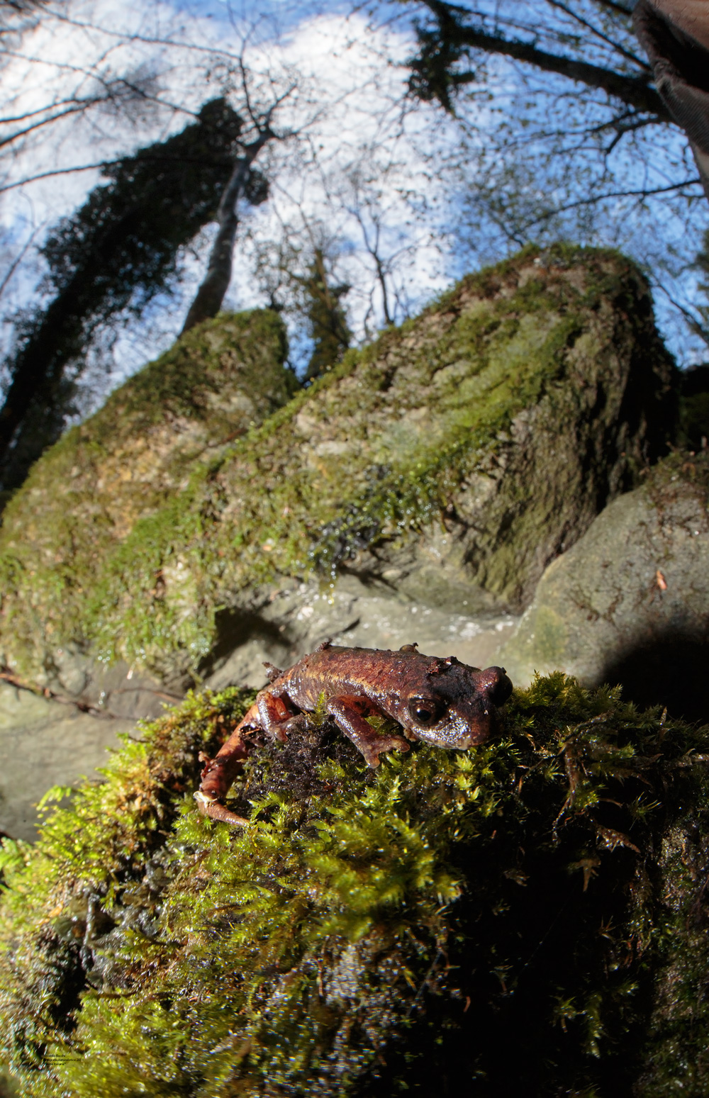 Geotritione italico e arenaria appenninica