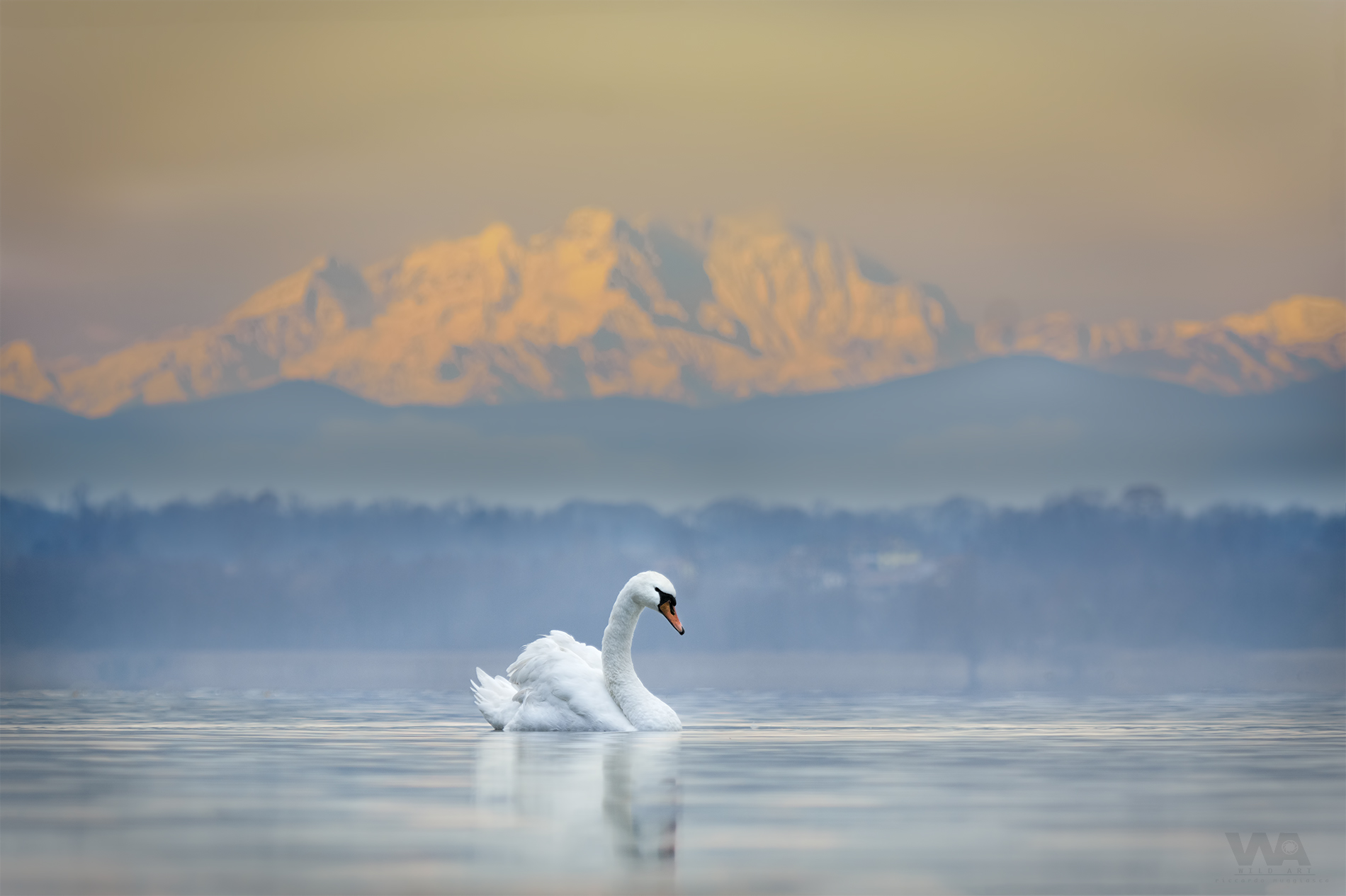 Cigno nel Monte Rosa