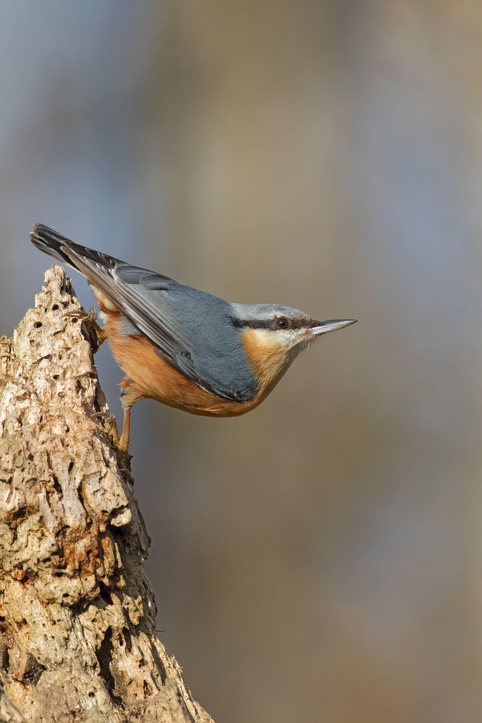 Position Classic Nuthatch