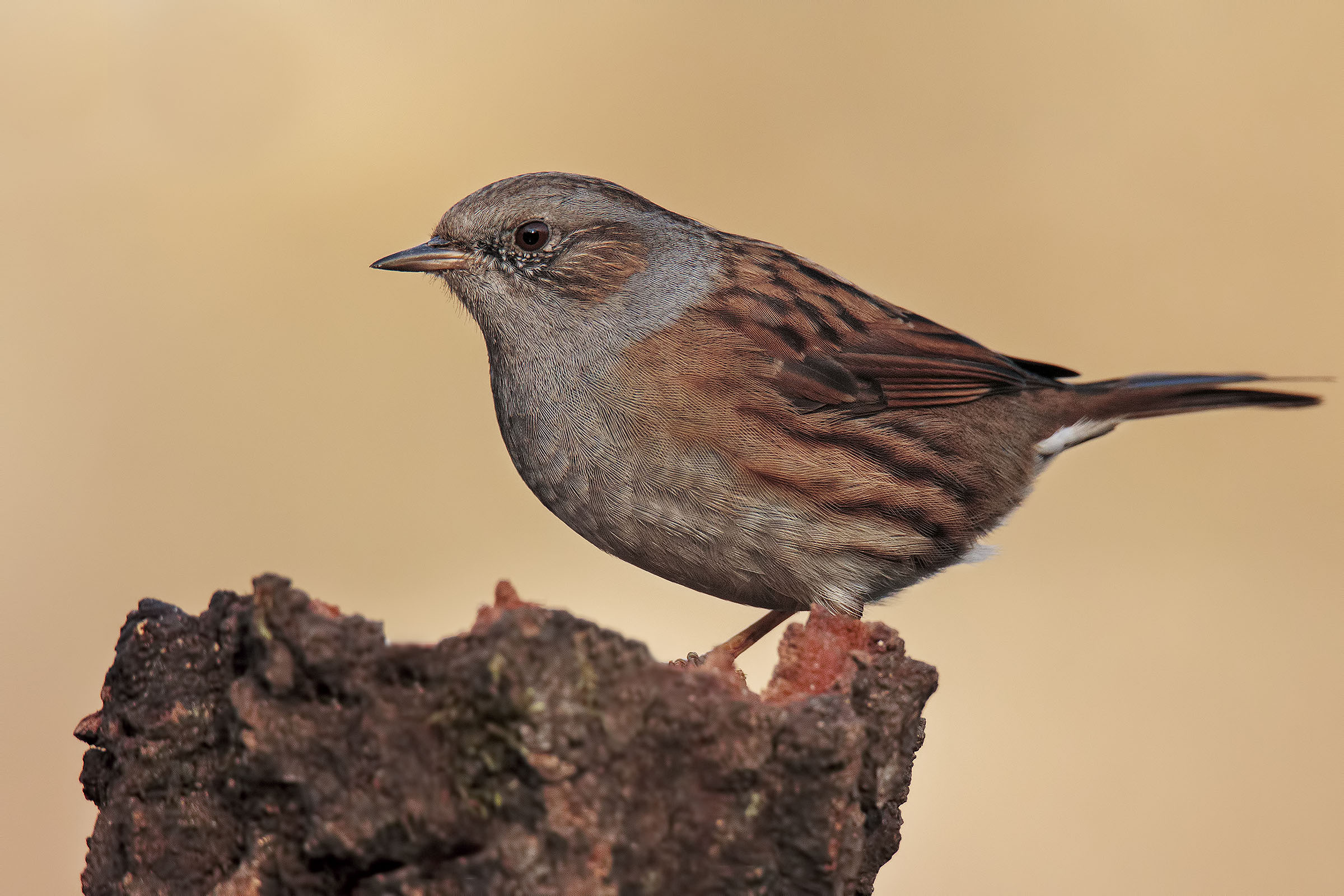 Passera Dunnock