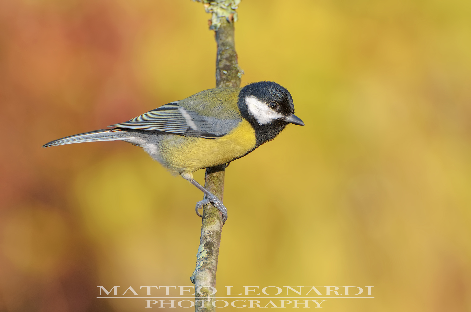 Cinciallegra - Alpi Apuane