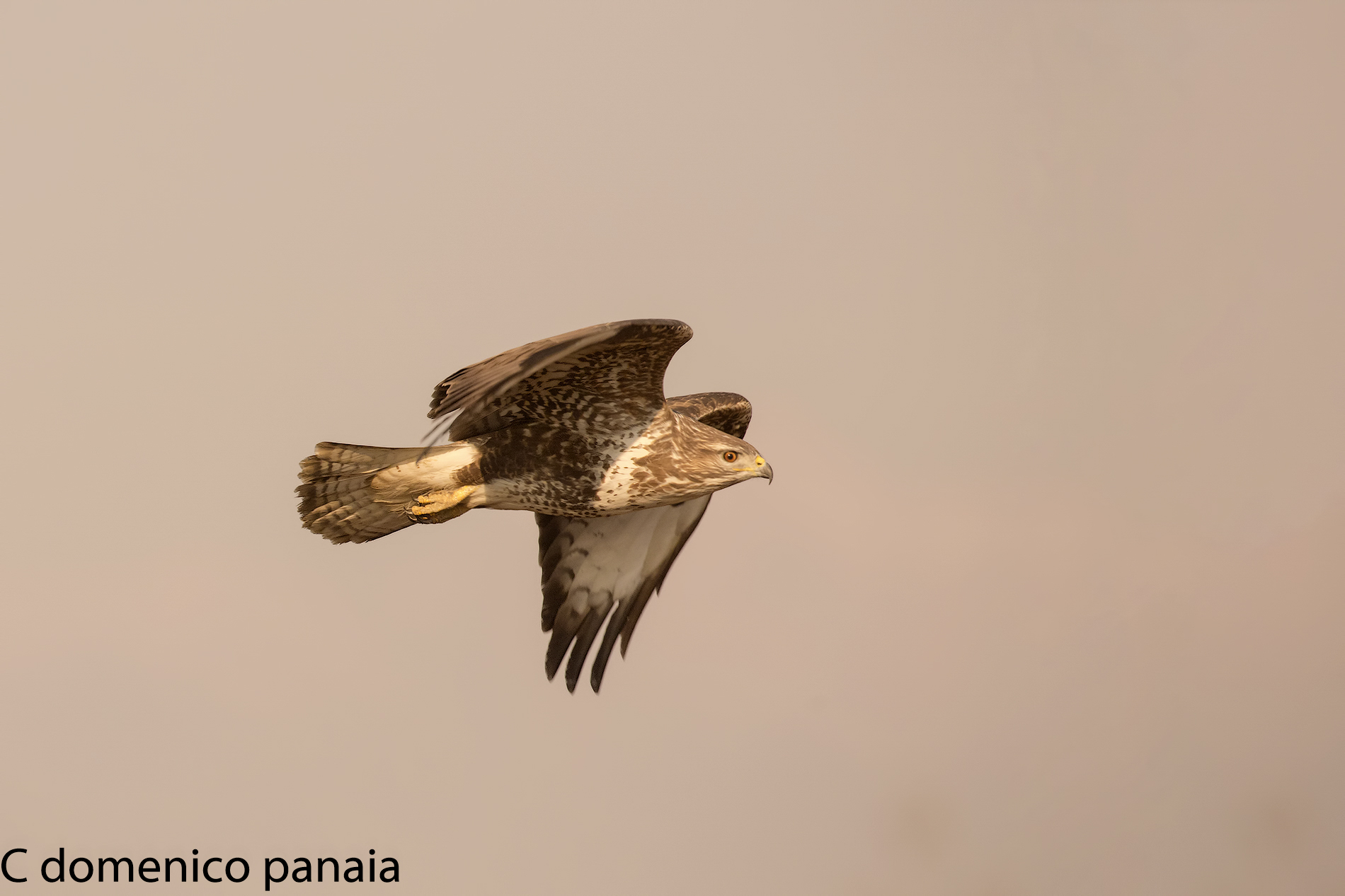 poiana in volo