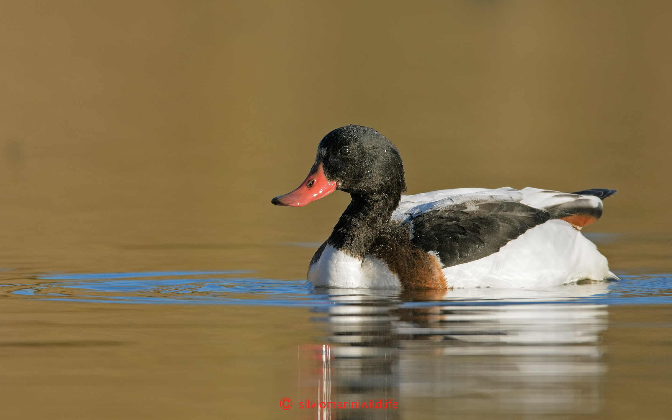 Common Shelduck
