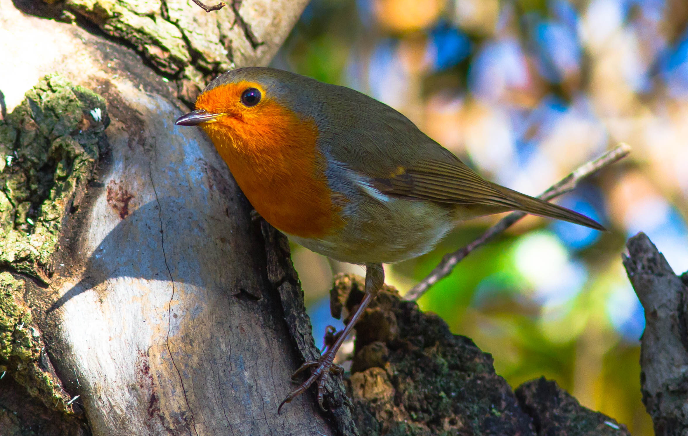 Primo petty di stagione.