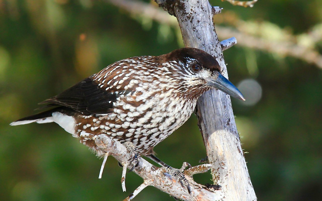 550d Nutcracker 6984