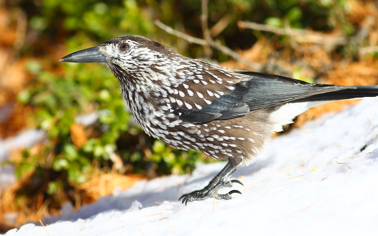 1D Mark IV Nutcracker 2791