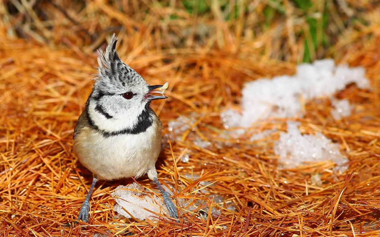 1D Mark IV Cinciuffo 2623