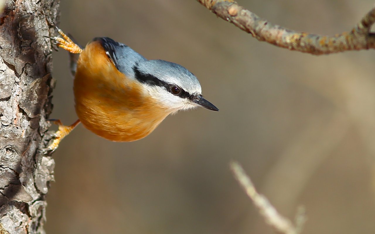 1D Mark IV Mason 2659