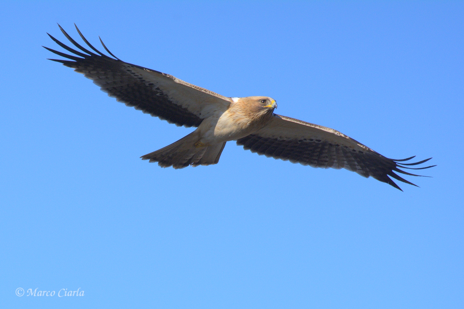Lesser Eagle (Hieraaetus pennatus)
