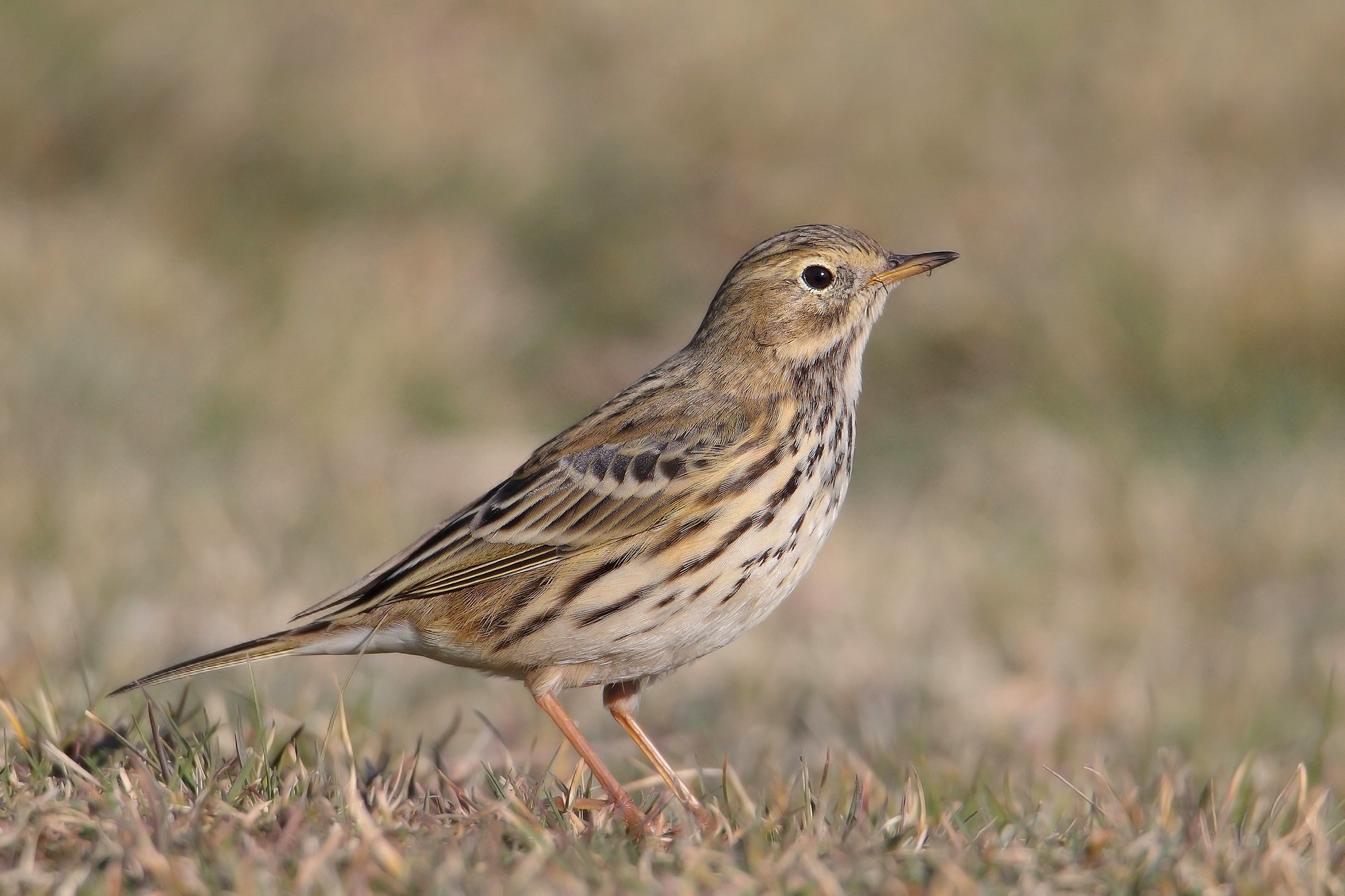 Pipit Anthus