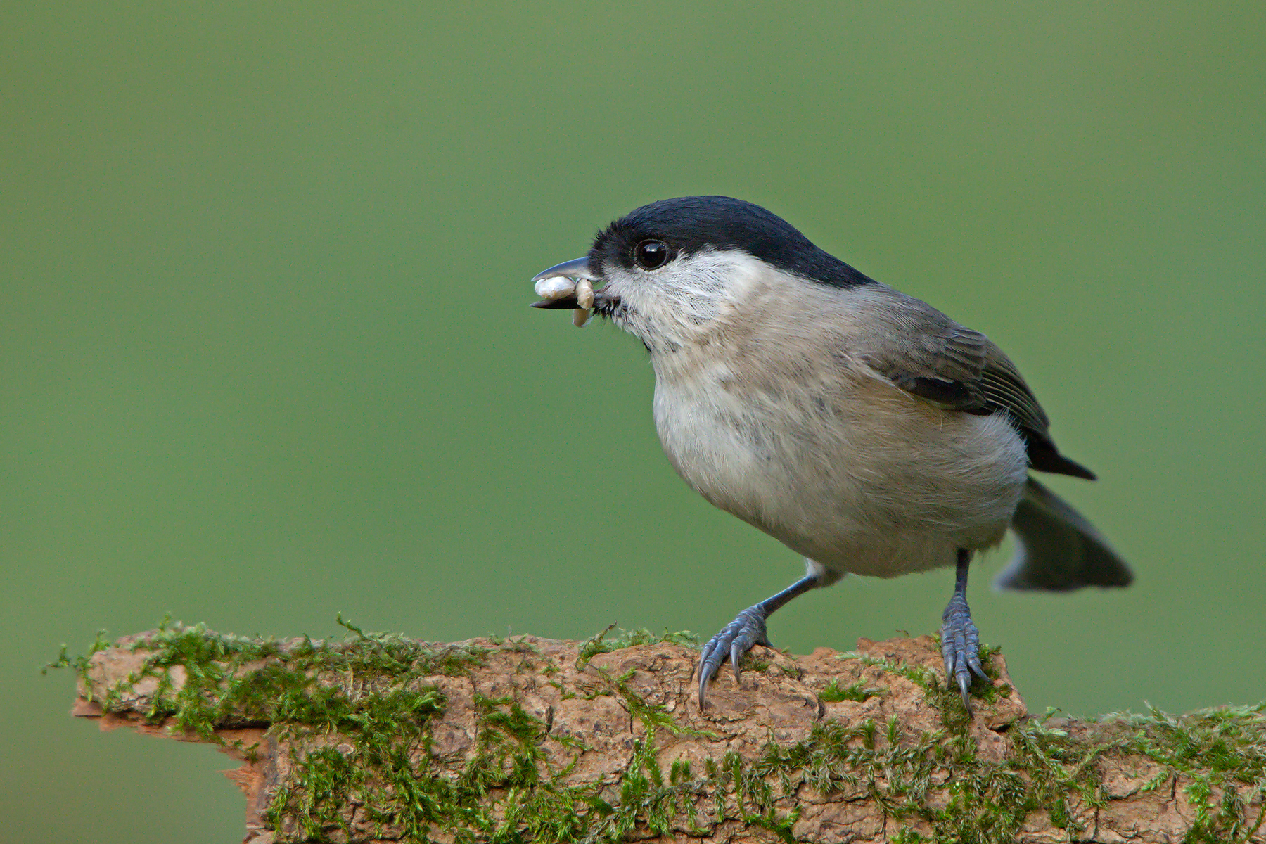 Cincia bigia alpestre (Parus montanus)