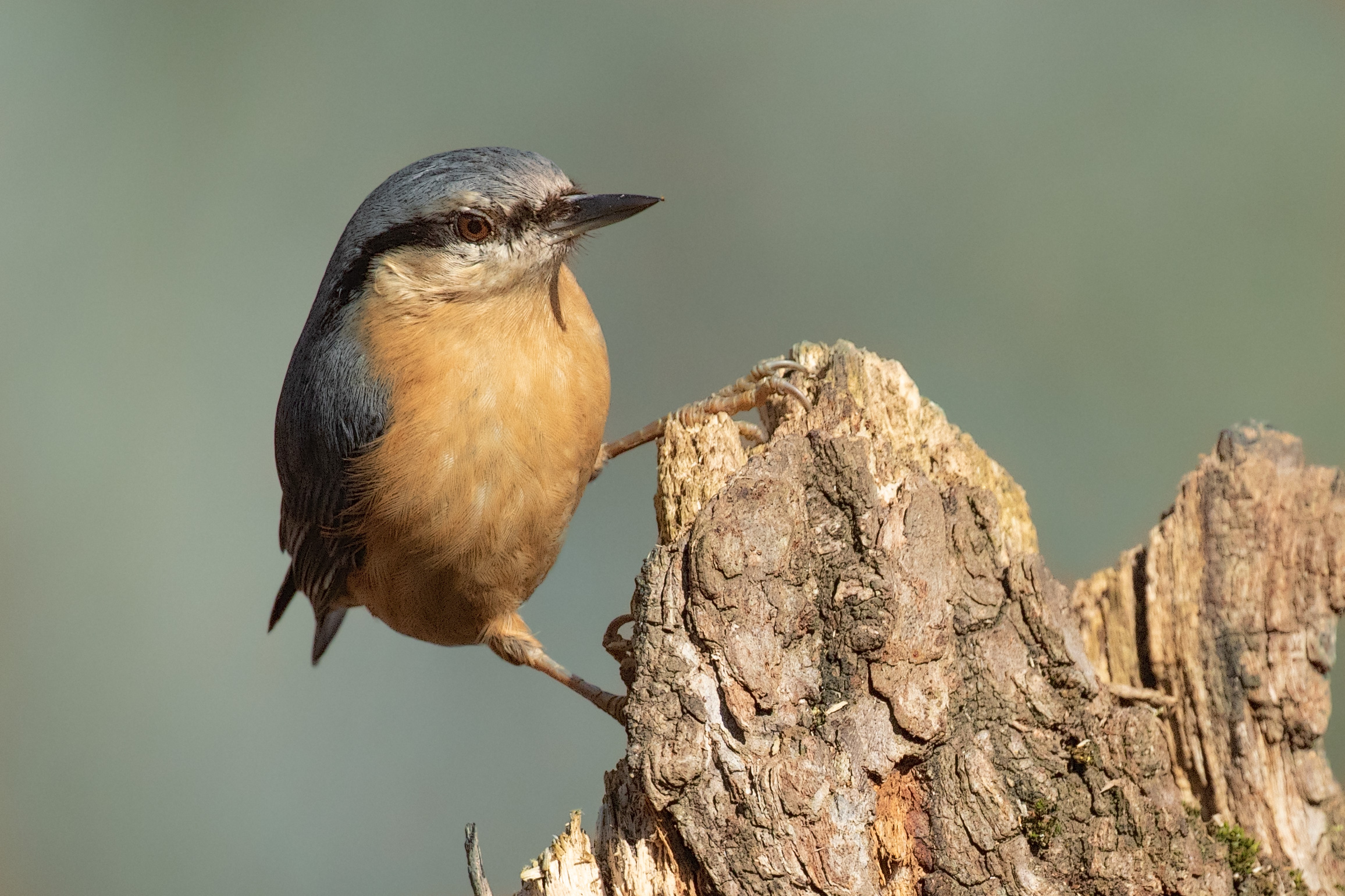 Nuthatch