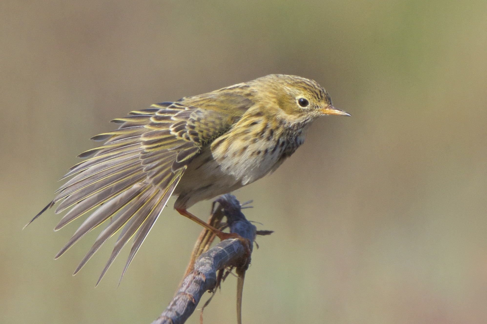 Pispola in stretching