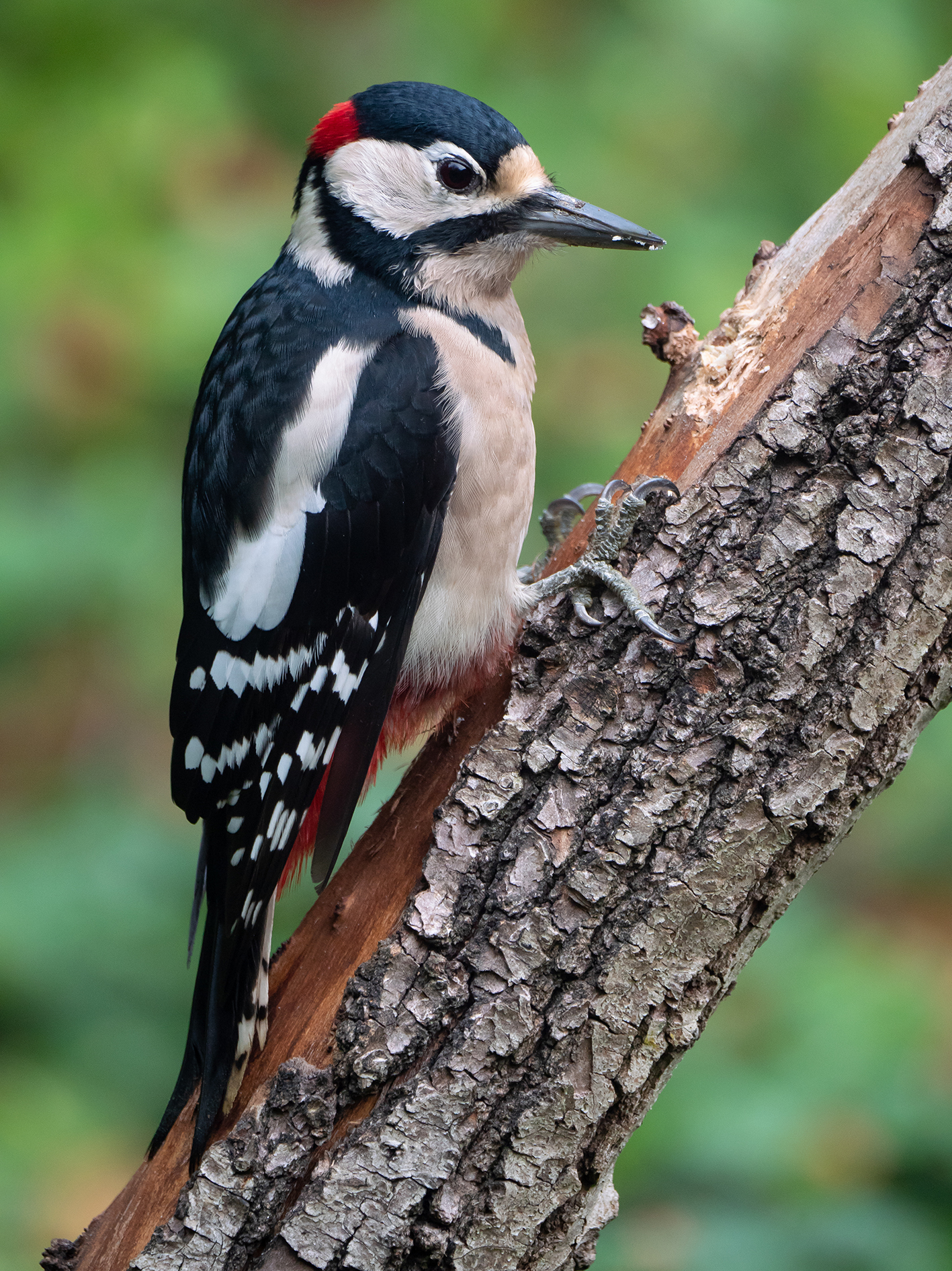 Big Red woodpeckers (male)