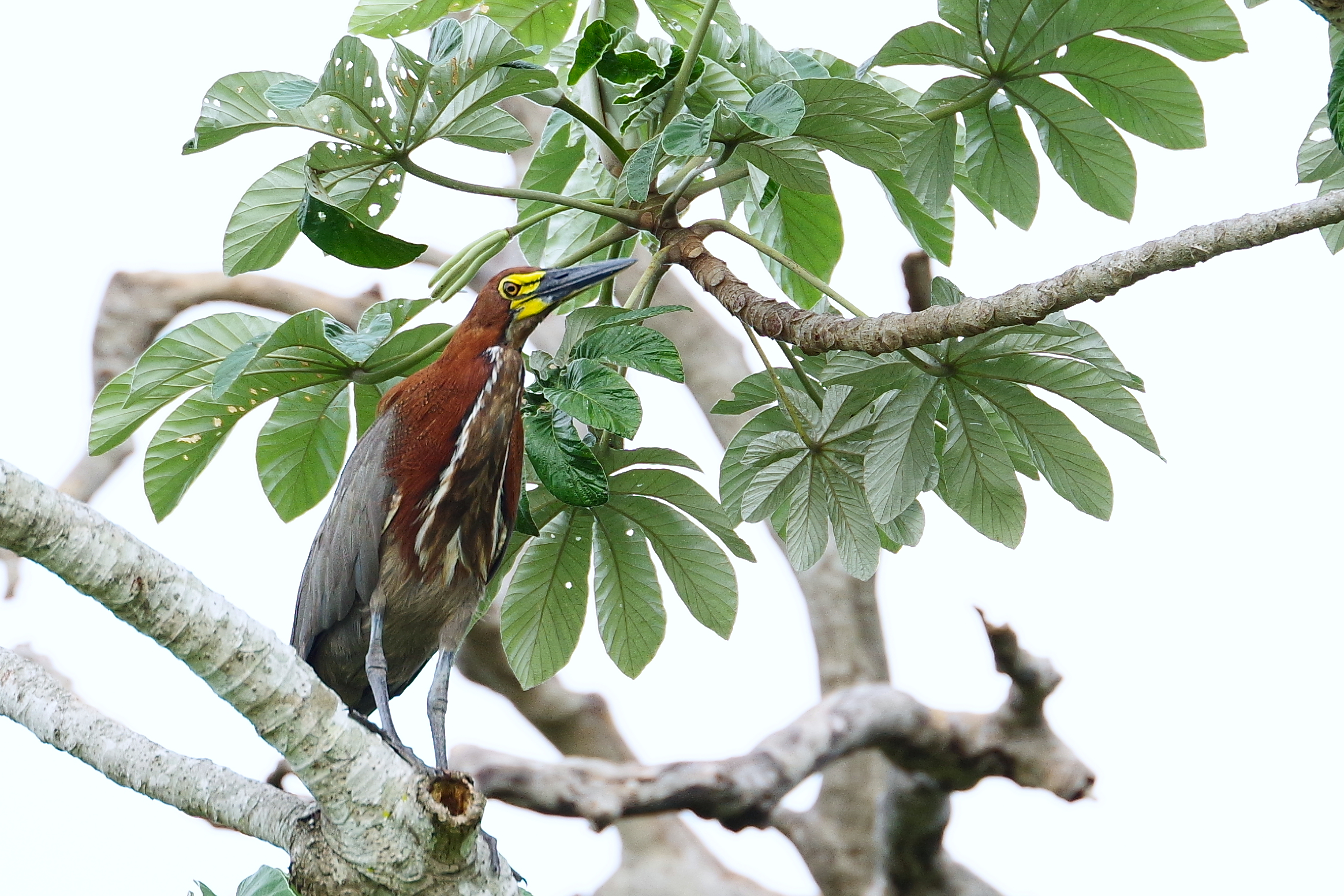 Airone Tigrato Rossiccio, Mato Grosso del Sul, Pantanal