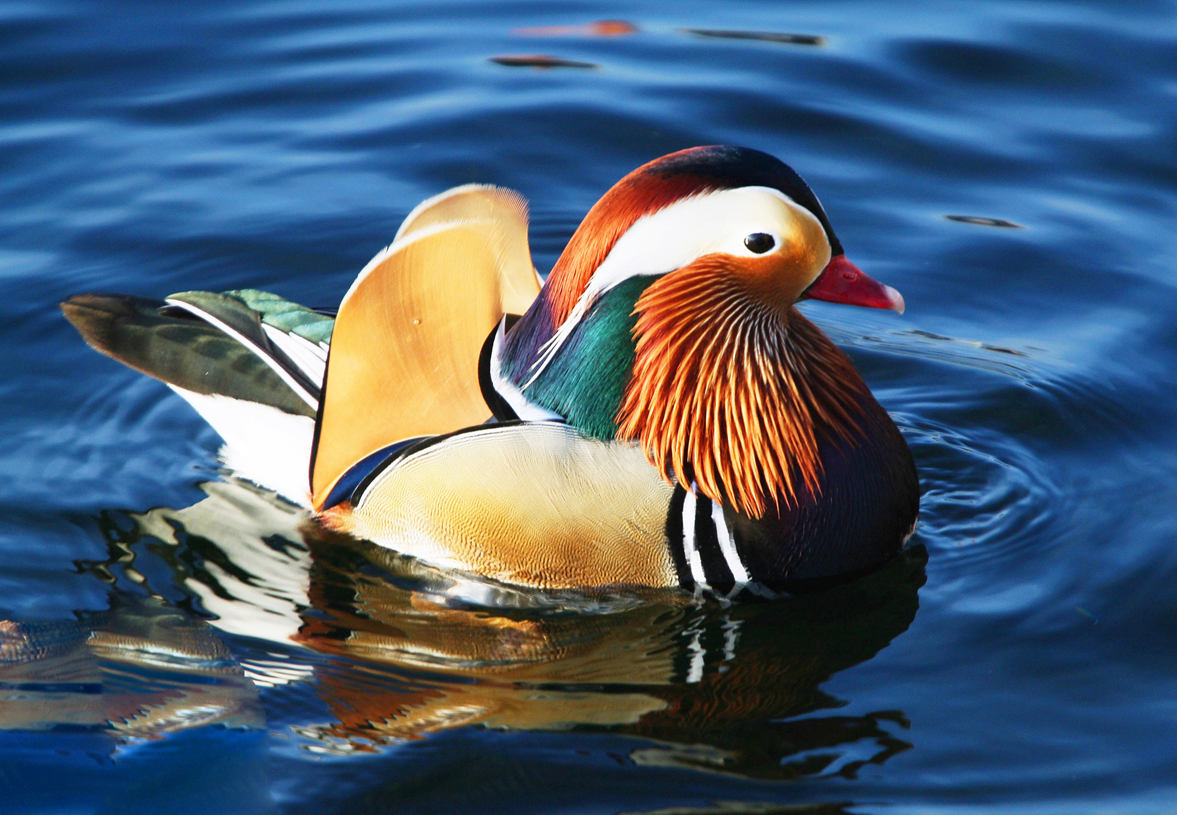 Mandarin 1