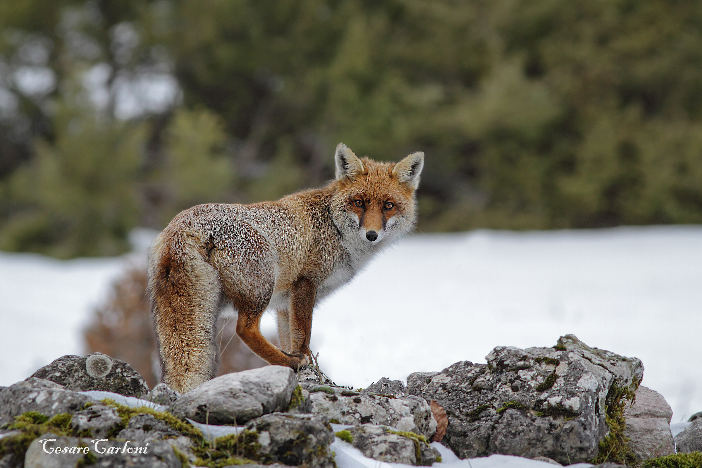 volpe (vulpes vulpes)