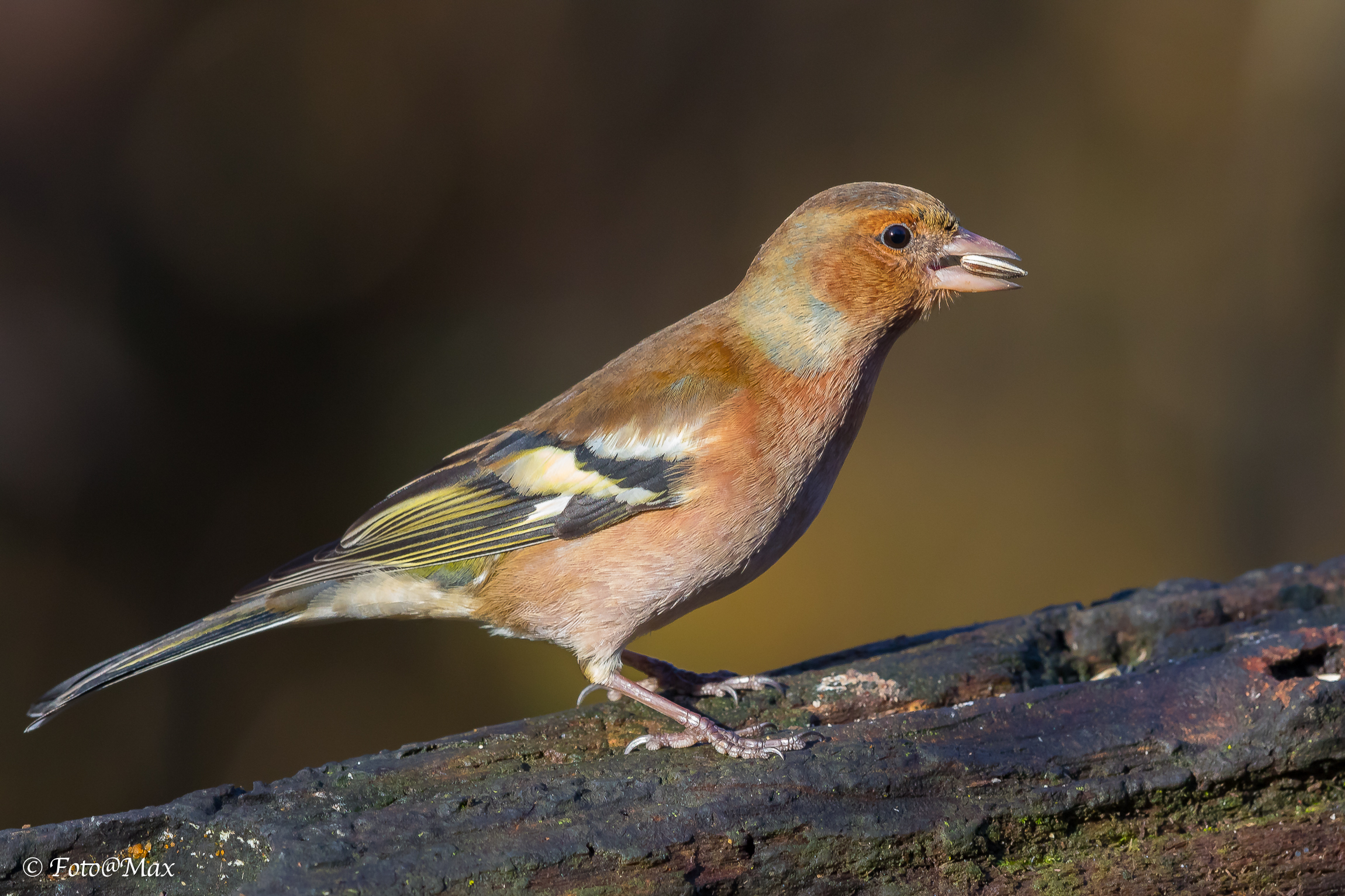 Chaffinch