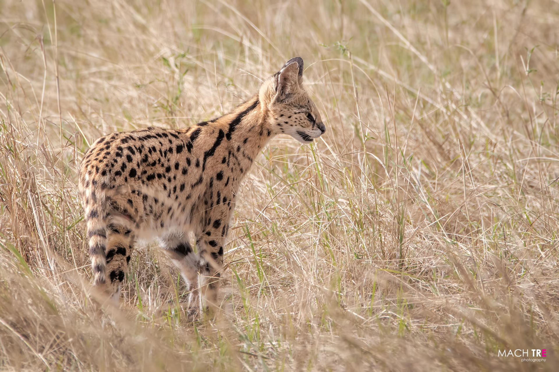 Serval