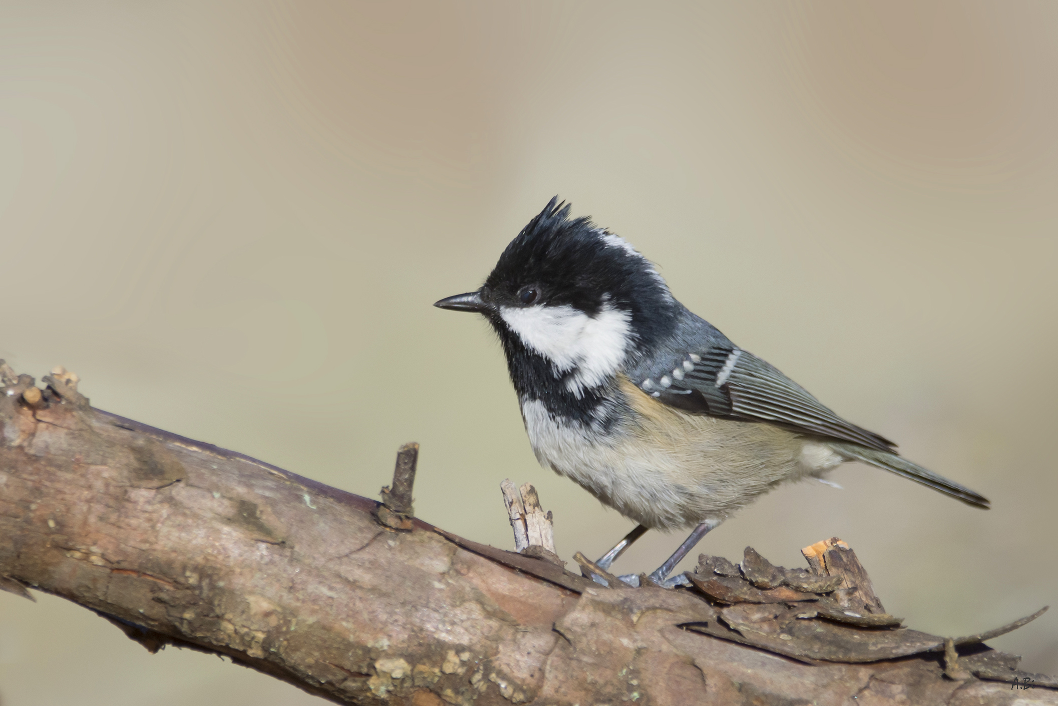 BlackBerry Cincia in Alarm