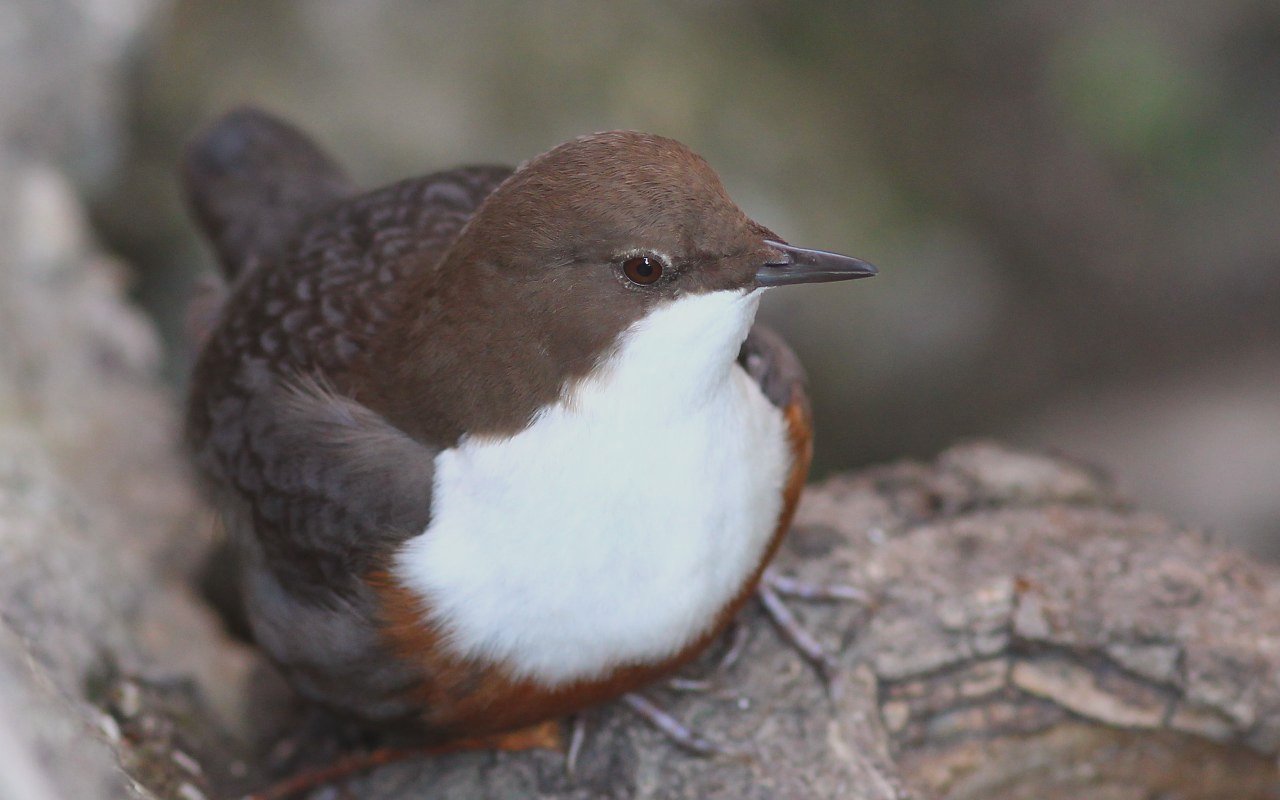 Edited photo on the advice of Zaffyro