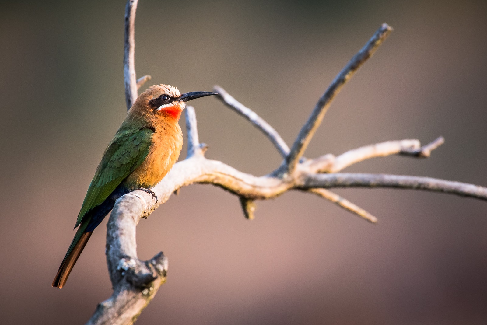 Bee-Eater
