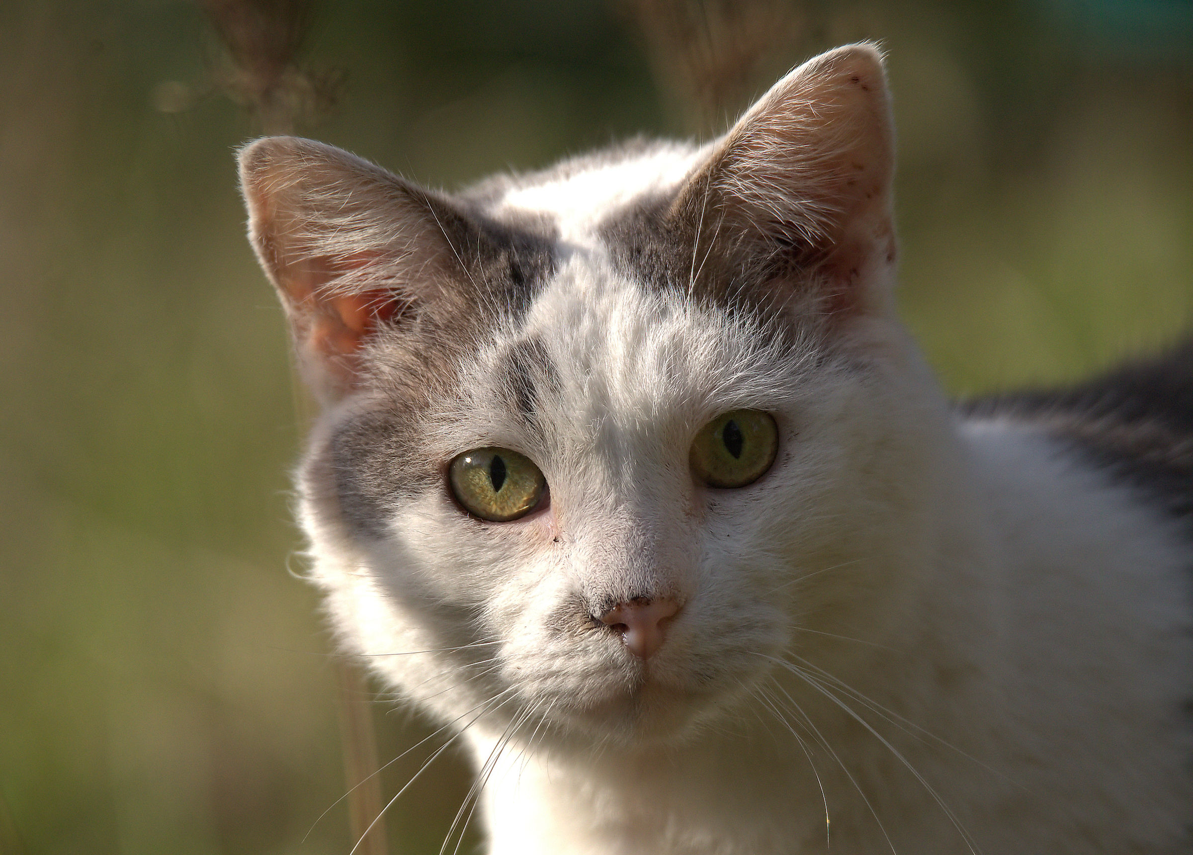 Gatto in visita al capanno