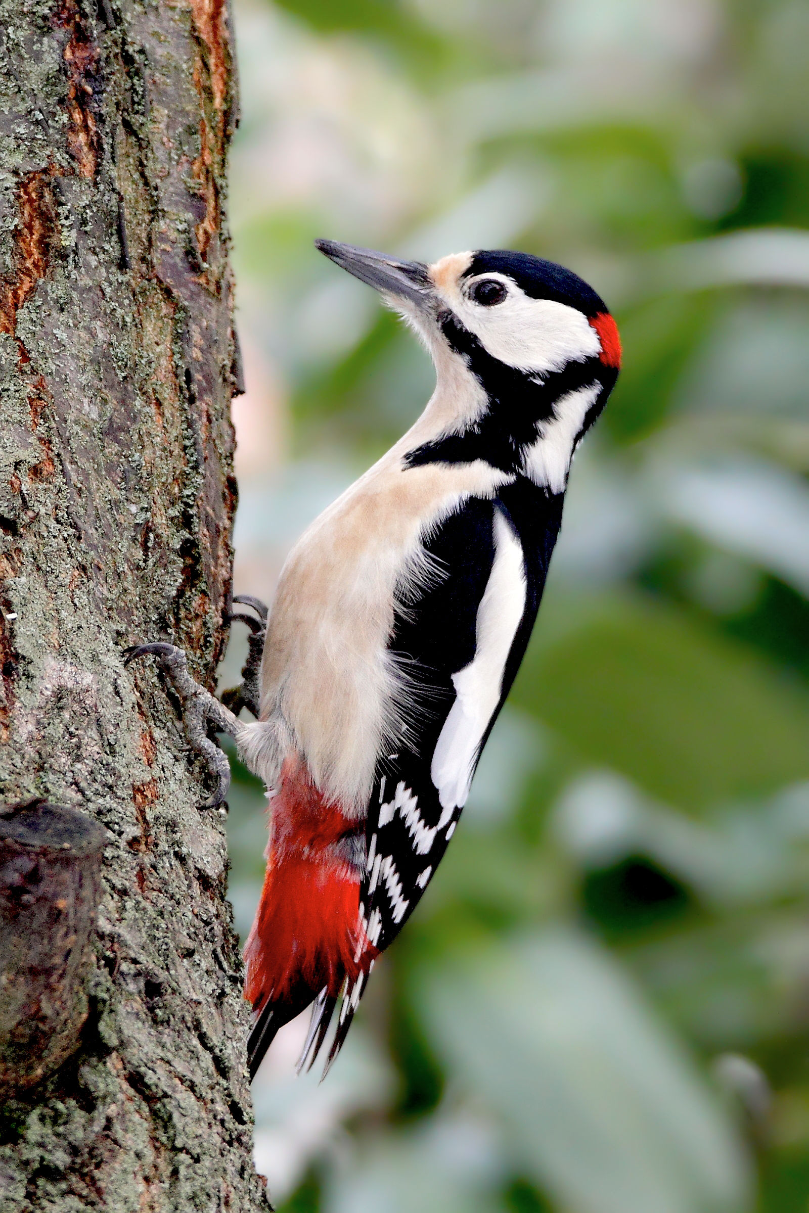 The red Woodpeckers became a permanent guest:-)