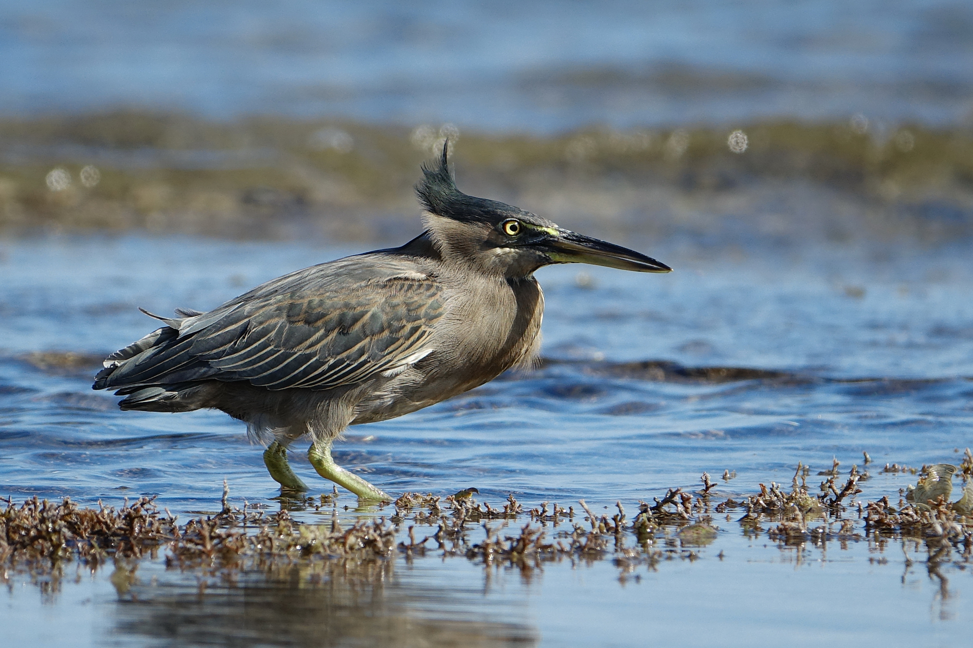 Airone Striato ....col ciuffo