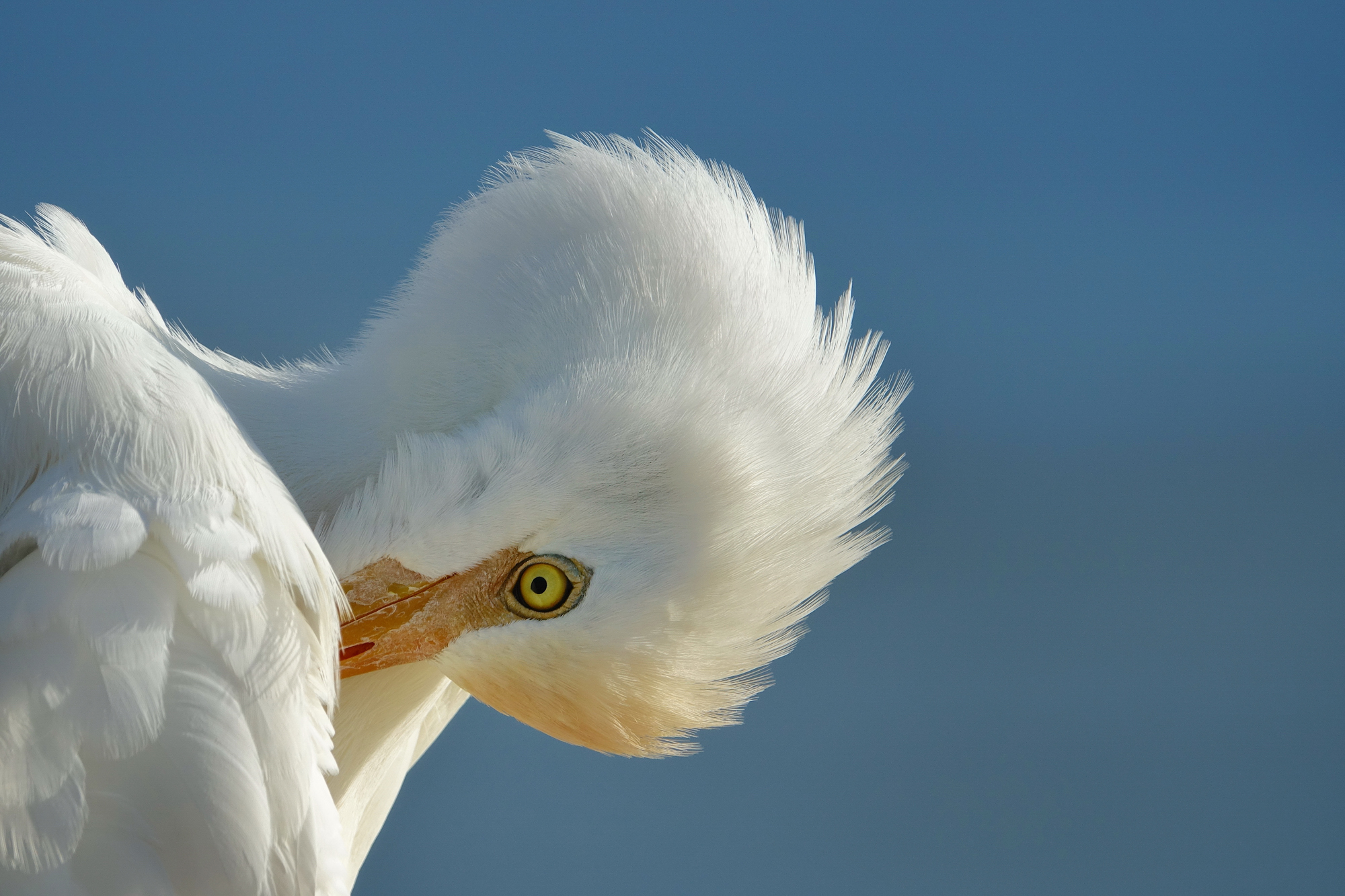 guardabuoi ....toelettatura