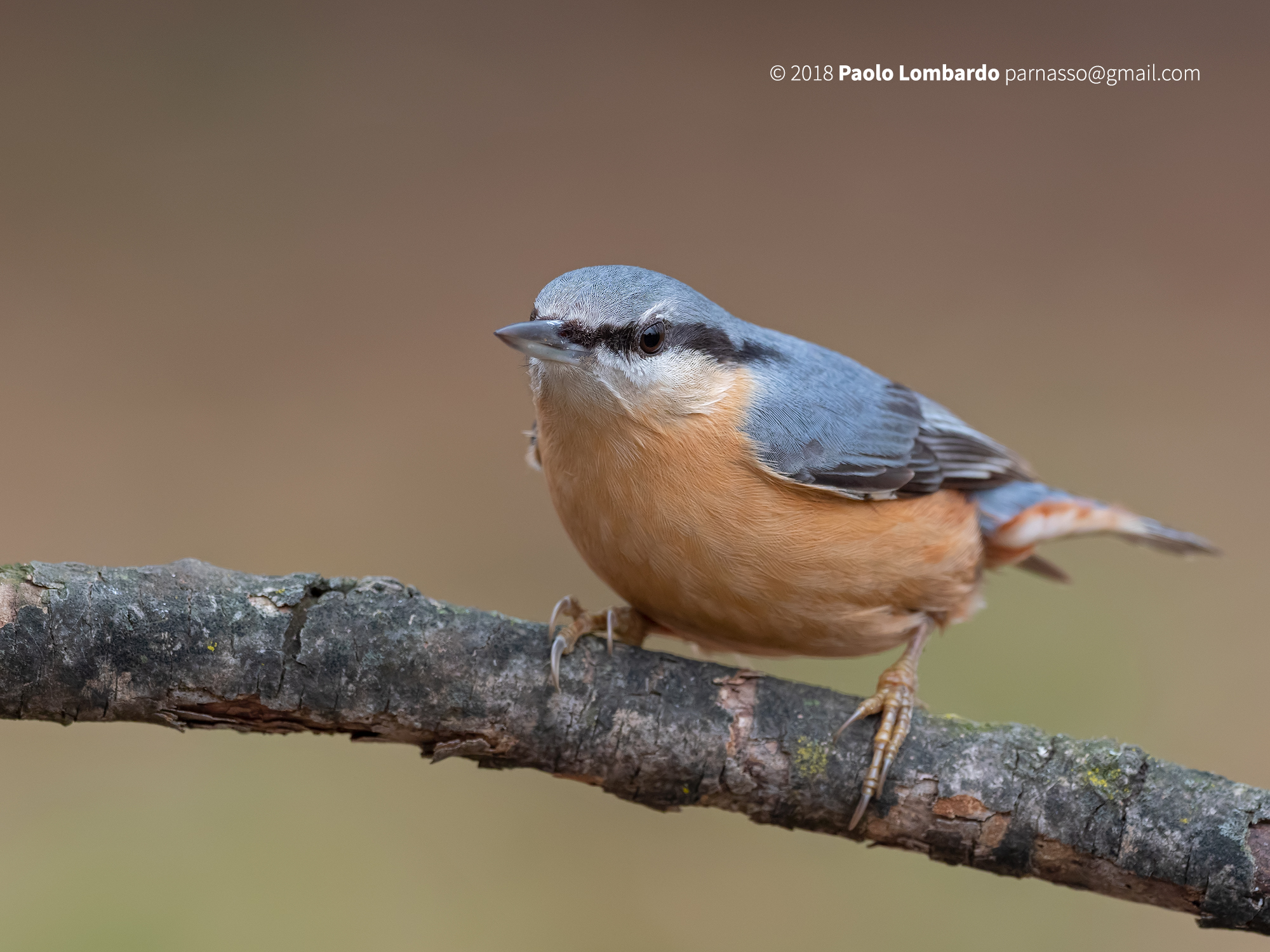 Sitta europaea - Eurasian nuthatch - Picchio muratore