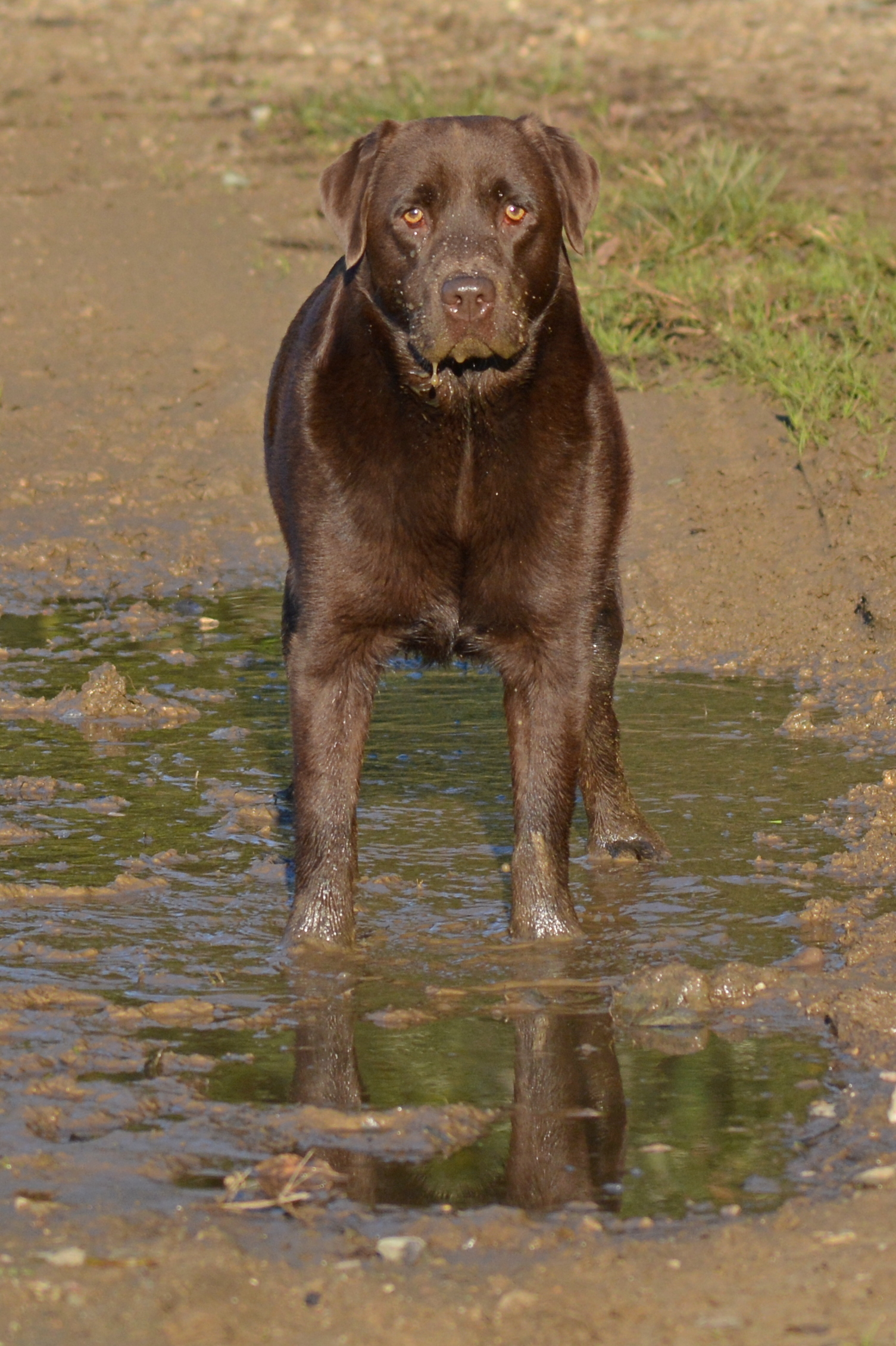 Labrador in water