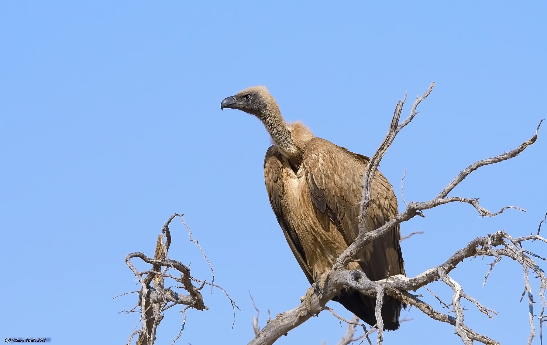 White-Backed Vulture (Gyps africanus) Central Kalahari