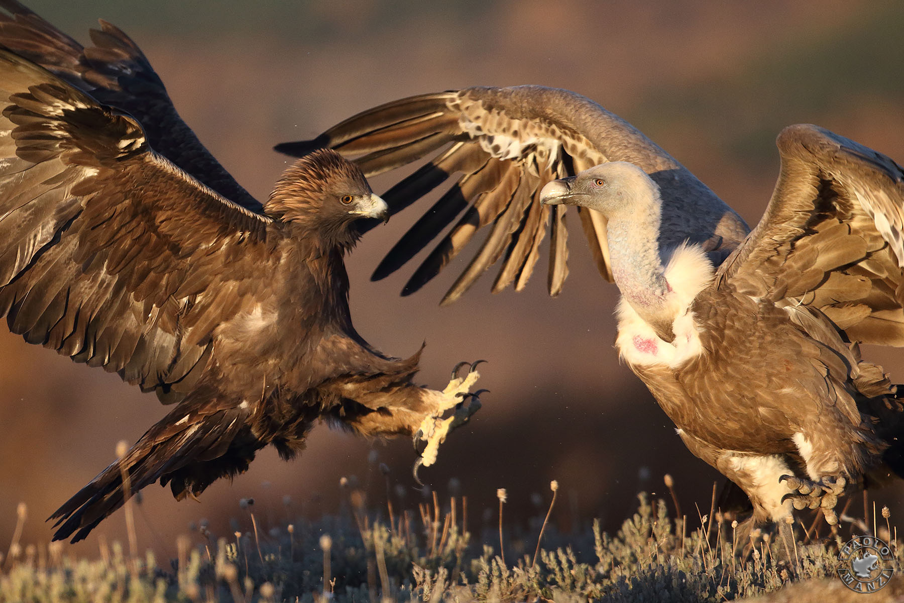Aquila reale Vs Grifone
